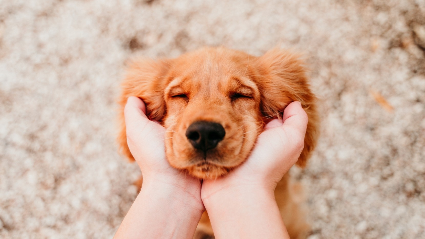 A young tan coloured with their face being cupped in a person's hands