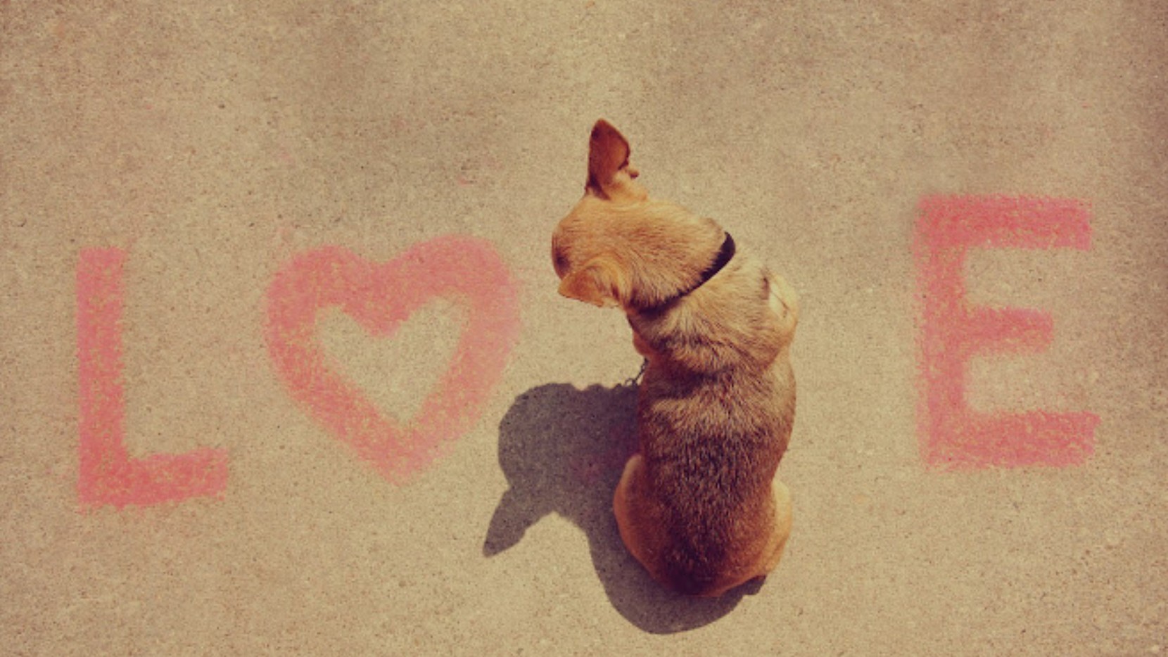 A small dog sat on sand and acting as the letter 'V' in the word love