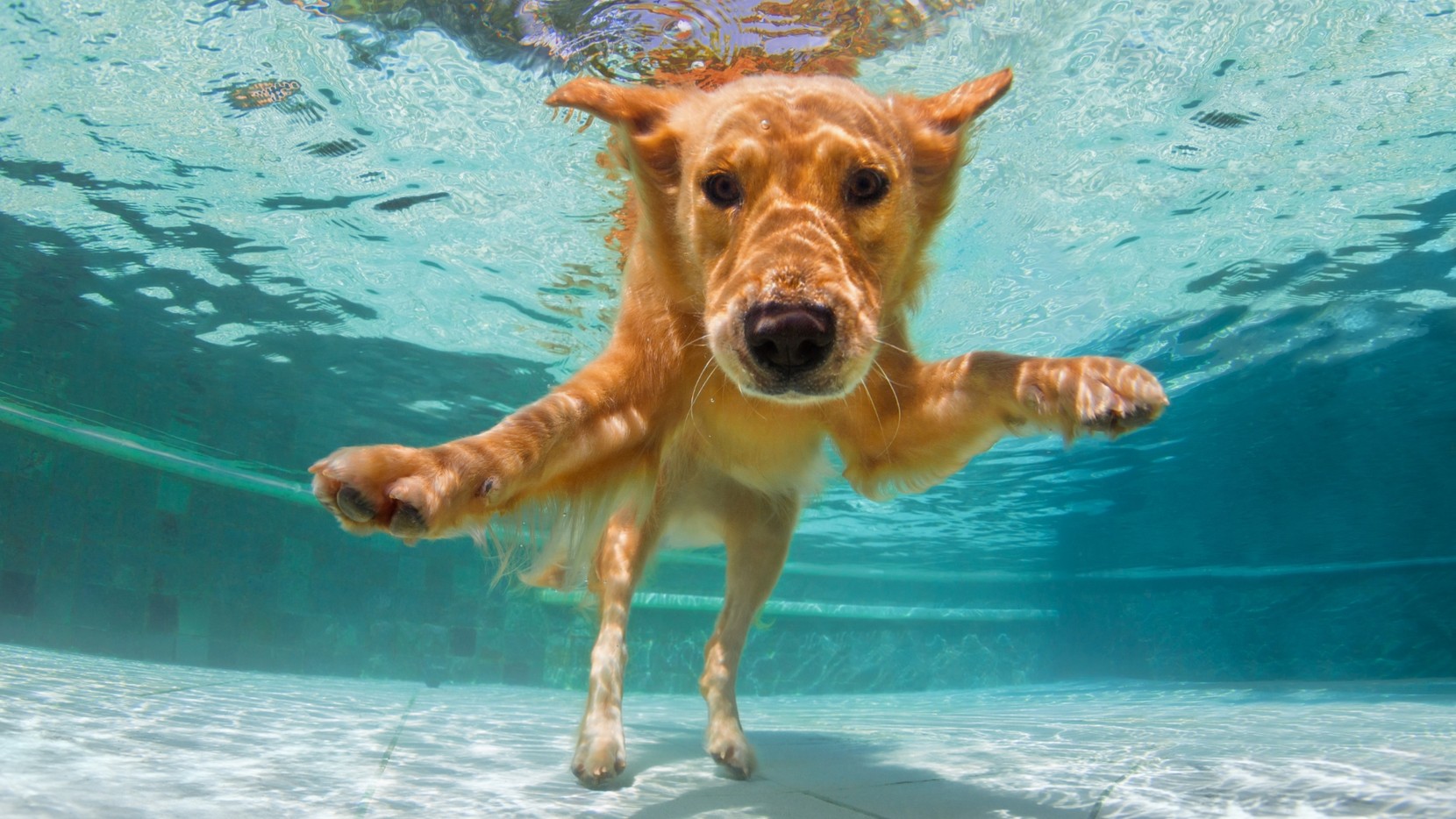 a dog looking at the camera whilst underwater