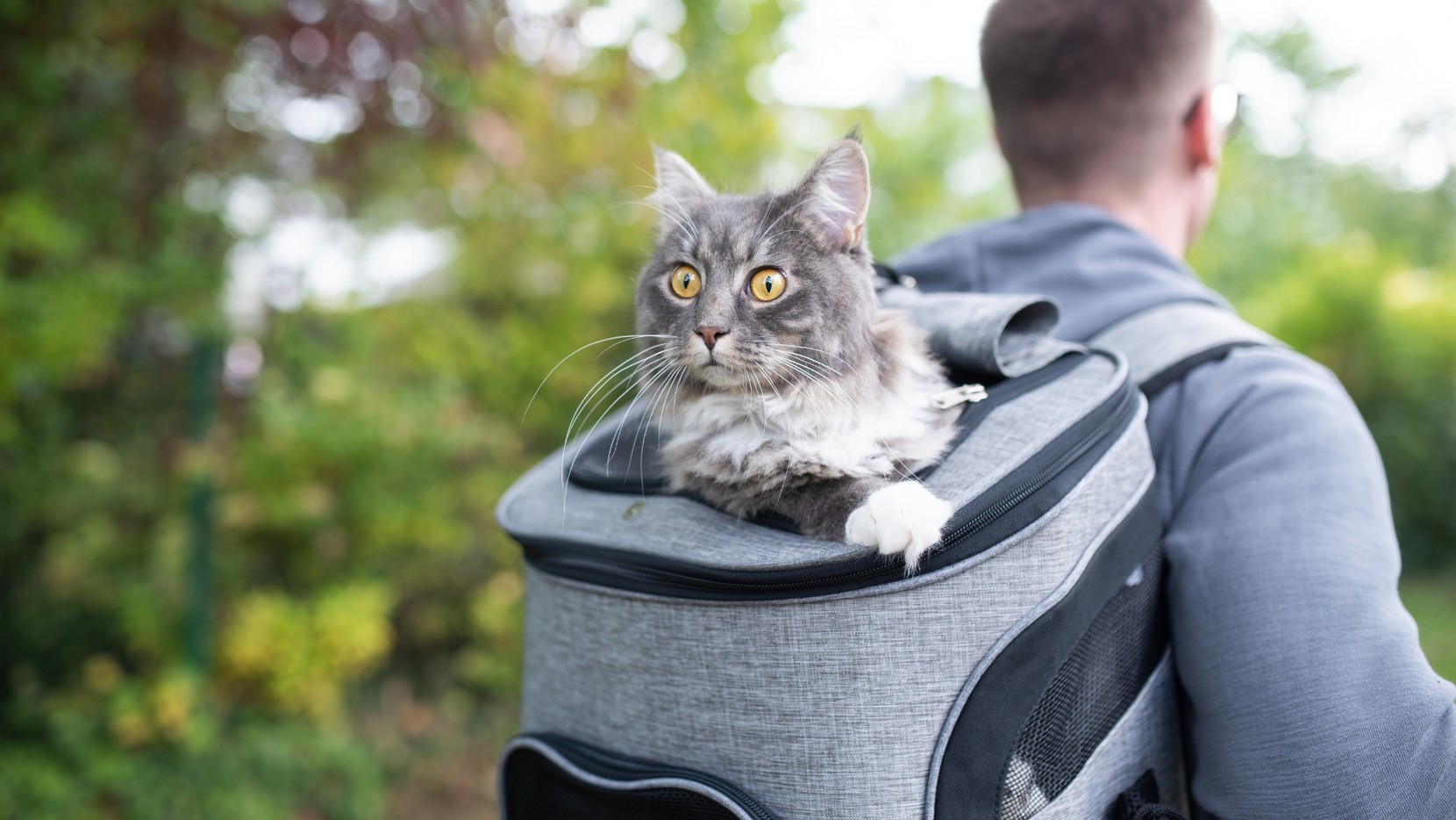 A man in a grey hoody with a grey backpack on and a grey and white cat sticking out of the backpack