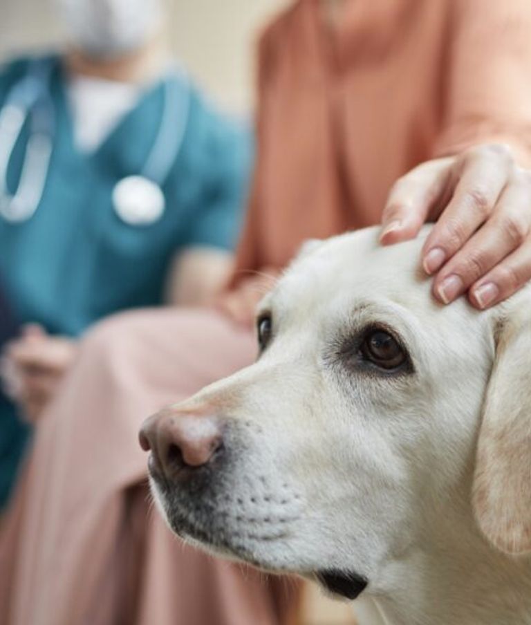 A person with their hand on a labrador dog's head whilst sat next to a vet with a clipboard