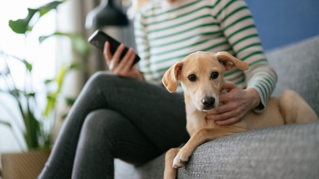 A person sat on a grey sofa looking at their phone with their arm around a light coloured dog