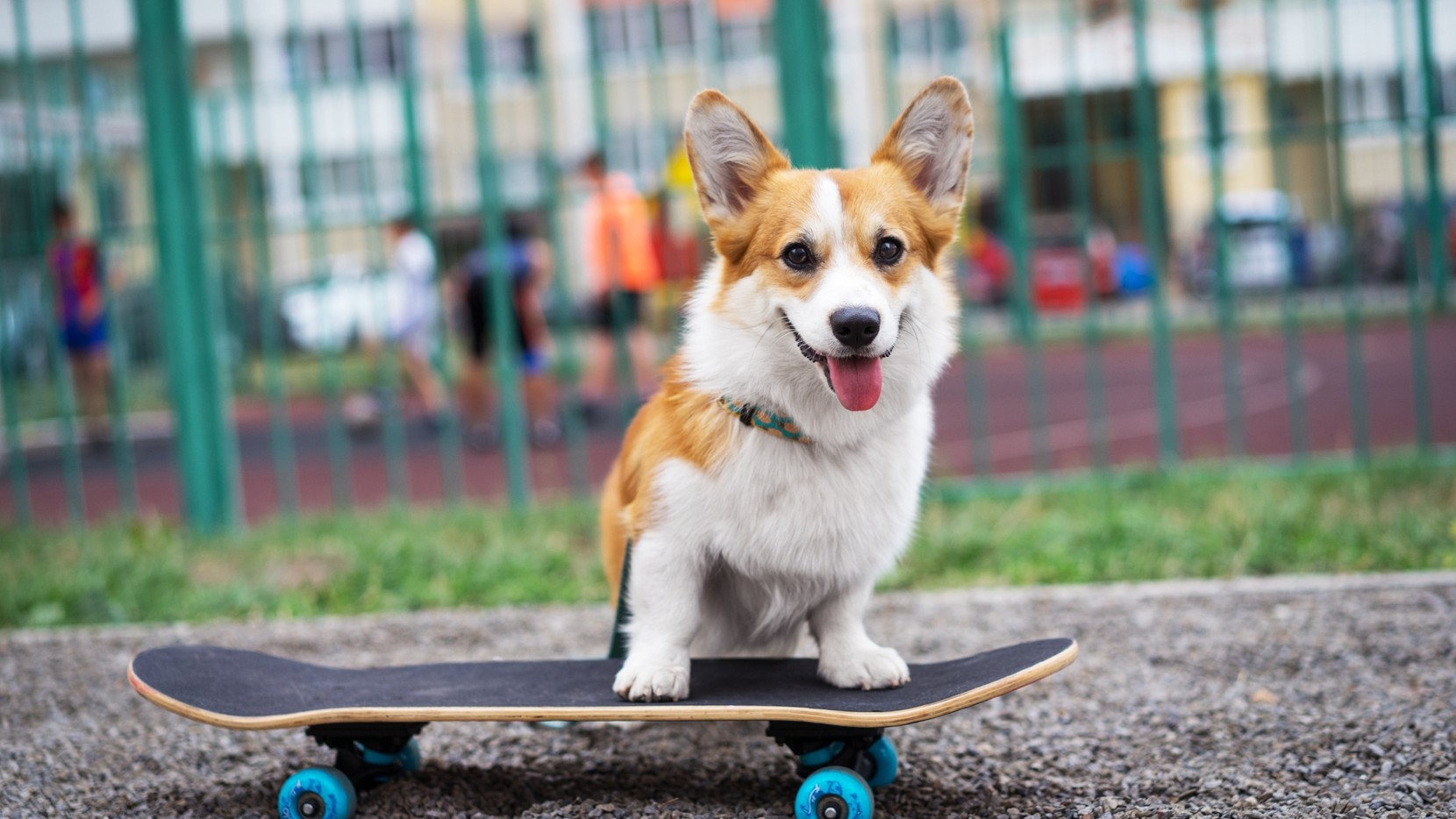 A corgi dog on a skateboard