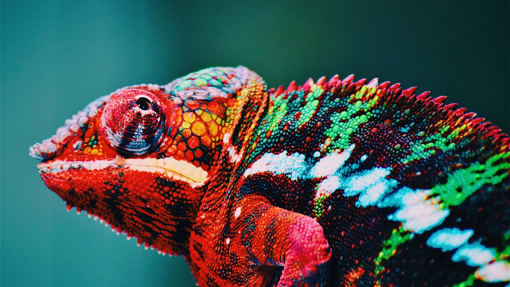 A colourful chameleon