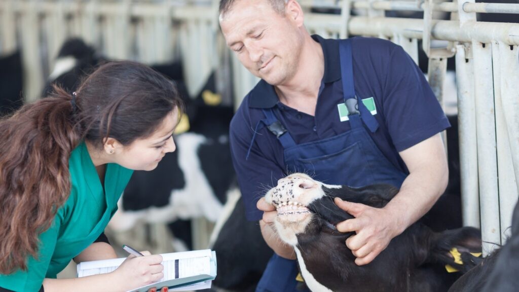 A vet with a farmer holding a cow's head