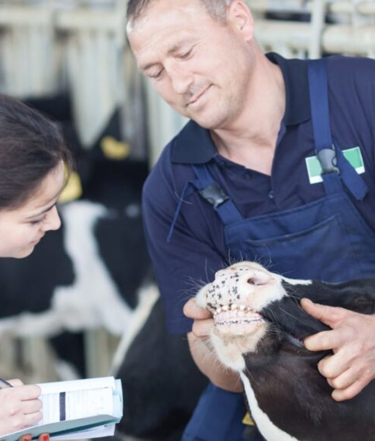 A vet with a farmer holding a cow's head